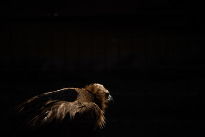 Close-up of vulture at zoo