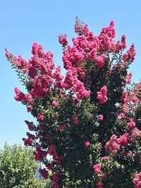 Low angle view of pink flowers
