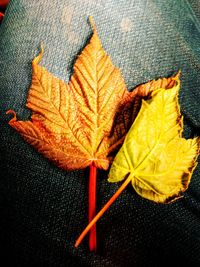 High angle view of maple leaf