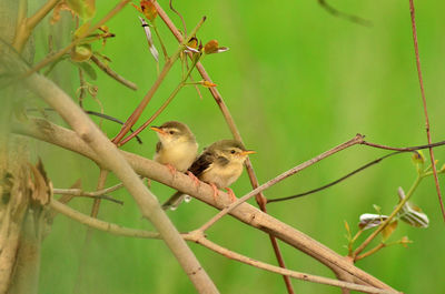 Bird perching on a branch