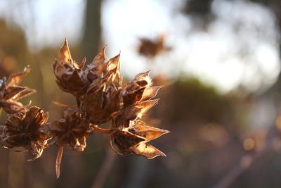 Close-up of dry leaves on plant