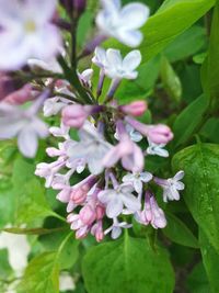 Close-up of flowers