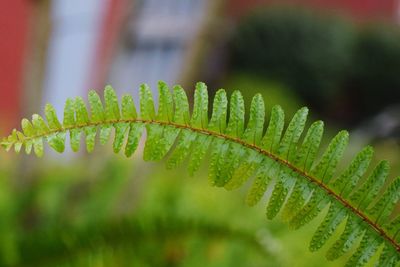 Close-up of leaves