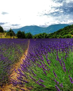 Scenic view of lavender field against sky