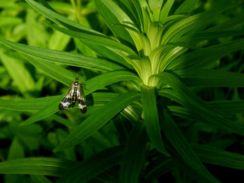 Close-up of insect on plant