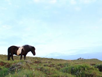 Horses in a field