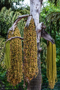 Close-up of fresh vegetables hanging on tree