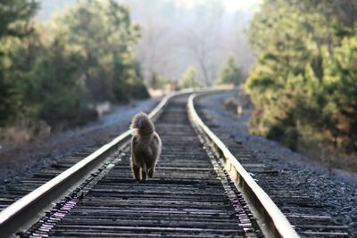 Rear view of dog walking on railroad track