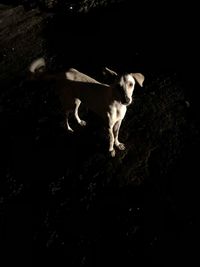 High angle portrait of a dog at night