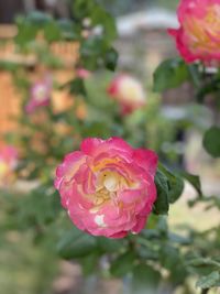 Close-up of pink rose