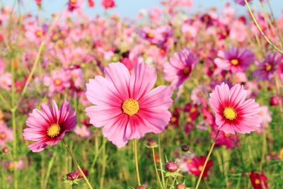 Close-up of cosmos flowers blooming on field