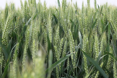 Close-up of wheat field