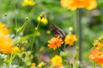 Butterfly on yellow flower