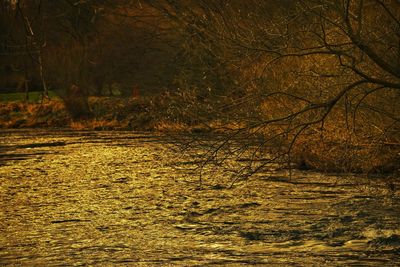 Scenic view of river in forest during autumn