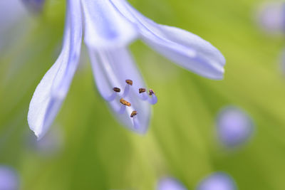 Close-up of purple flowering plant