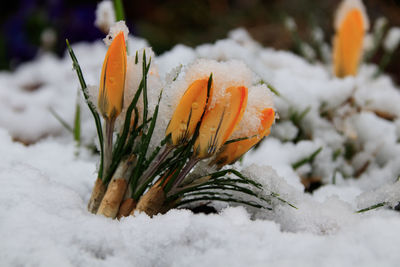 Close-up of snow covered plant on field