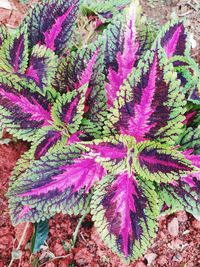 High angle view of succulent plant on field