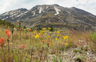 Scenic view of flowering plants on field against mountains