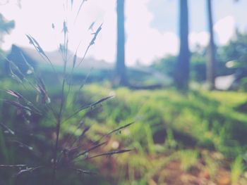 Close-up of grass