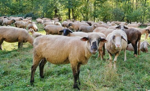 Sheep in a field