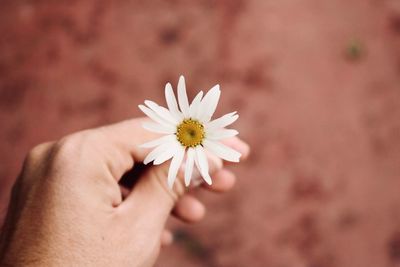 Close-up of hand holding flower