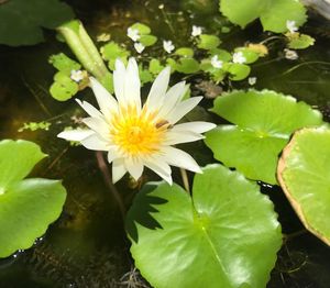 Close-up of water lily blooming outdoors
