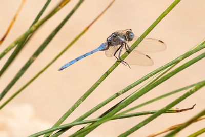 Close-up of insect on a plant