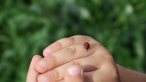 Close-up of ladybug on hand