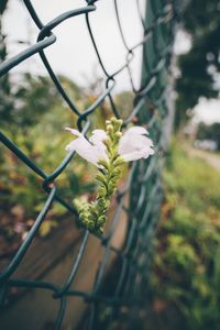 Close-up of flower growing on chainlink fence
