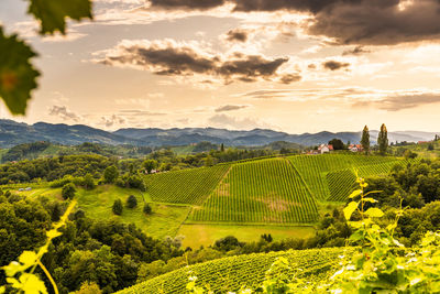 Scenic view of agricultural field against sky during sunset