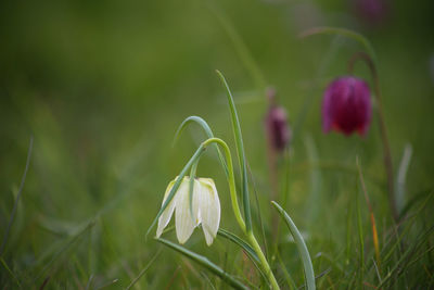 Snake's head fritillary fritillaria meleagris close-up view growing in field