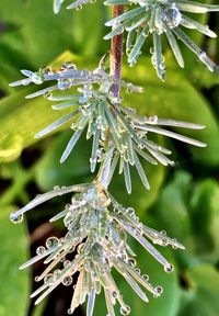 Close-up of plant against blurred background