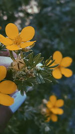 Close-up of yellow flowers