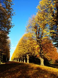Autumn trees against blue sky
