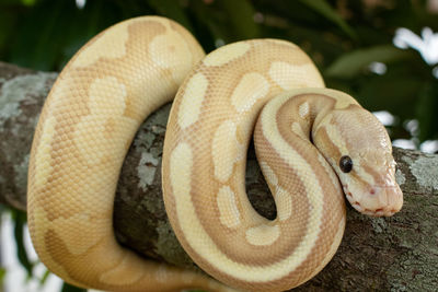 Close-up of snake