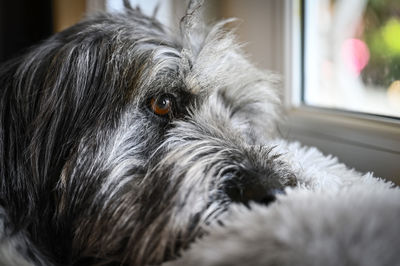 Close-up portrait of a dog at home