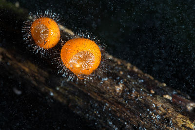 Close-up of mushroom growing in forest