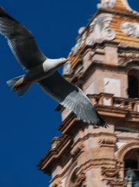 Low angle view of seagull flying