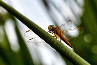 Close-up of dragonfly on leaf