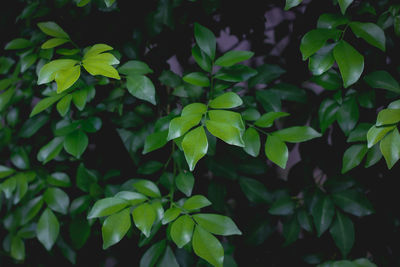 Close-up of green leaves