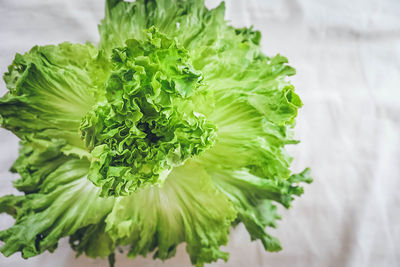 Farm fresh organic romaine lettuce