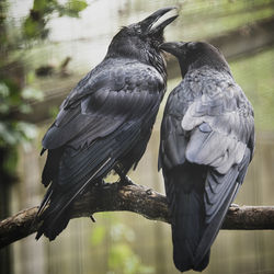 Close-up of birds perching on a branch
