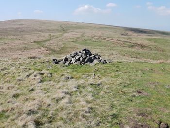 View of a horse on field