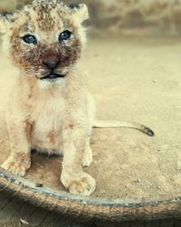 Portrait of lion sitting outdoors