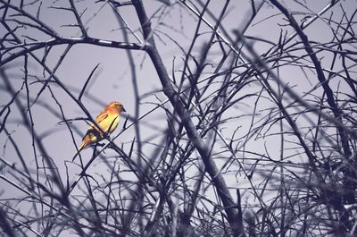 Bird perching on bare tree during winter