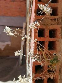 Close-up of frozen plant against wall