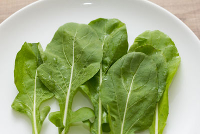 High angle view of green leaf in plate