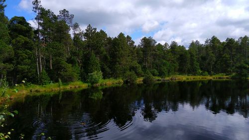 Scenic view of lake by trees in forest against sky