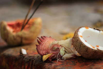 Close-up of immolated rooster by coconut