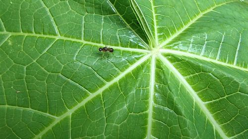 High angle view of insect on leaf